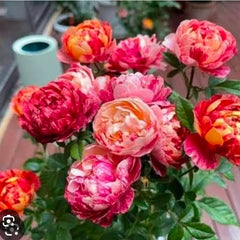 Bouquet of colorful flowers with a blurred background