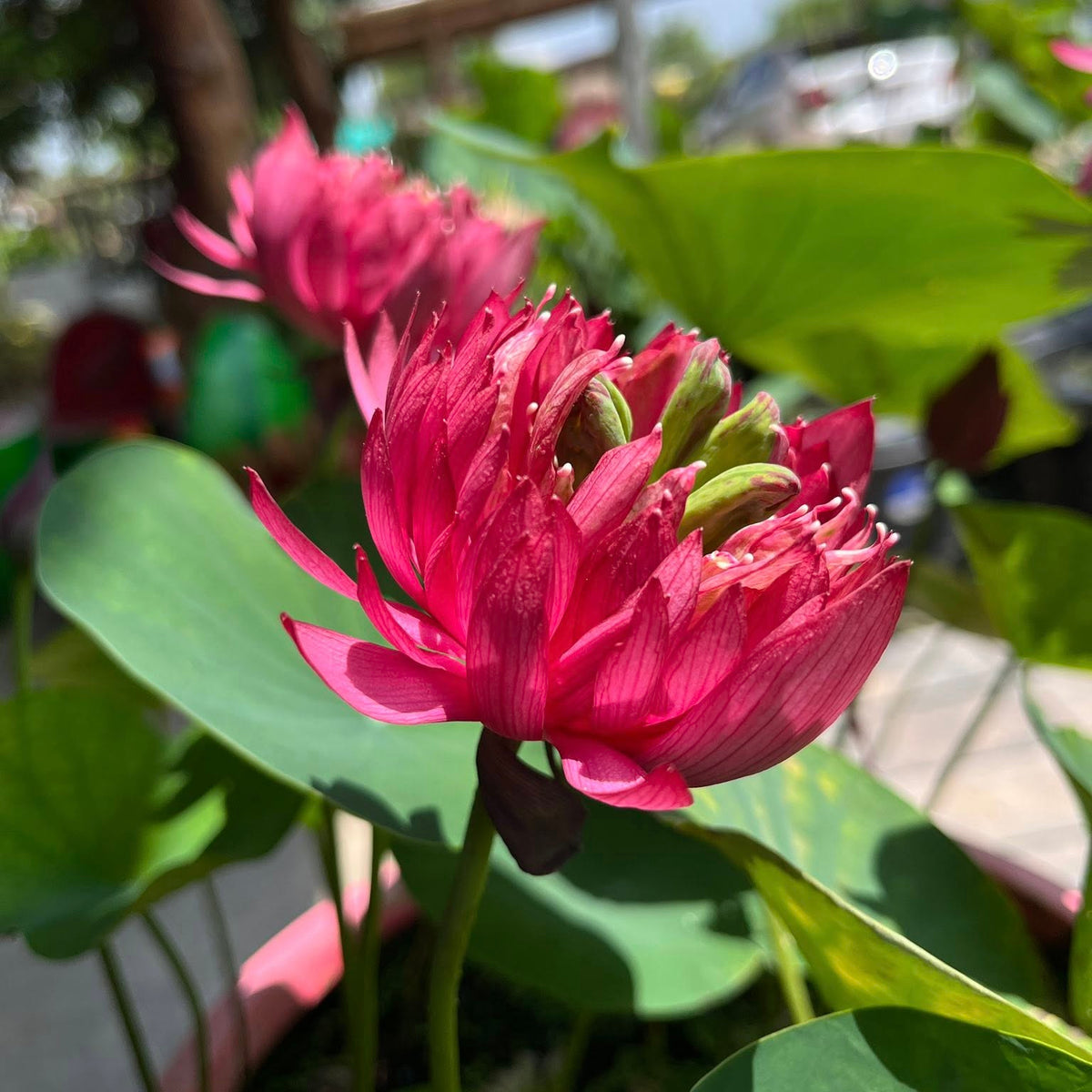 20 Nelumbo Dangtoi Thai Sacred Lotus Flower Seeds