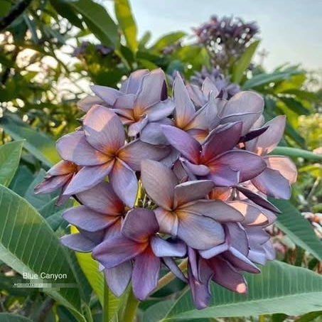Purple and pink flowers with green leaves on a sunny day