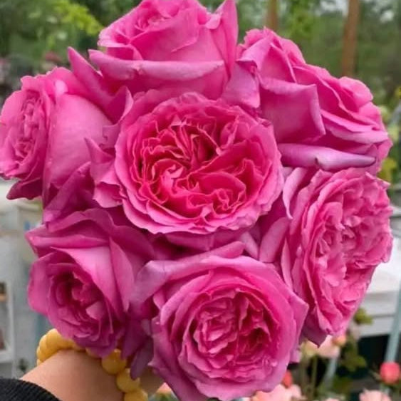 Bouquet of pink roses held by a person with a blurred background
