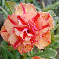 Two peach-colored flowers with red stripes on a blurred green background, featuring 'Bigadd farm' text.