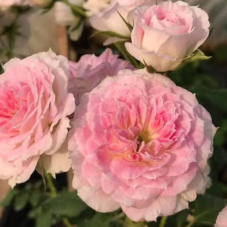 Pink and white flowers with a blurred background