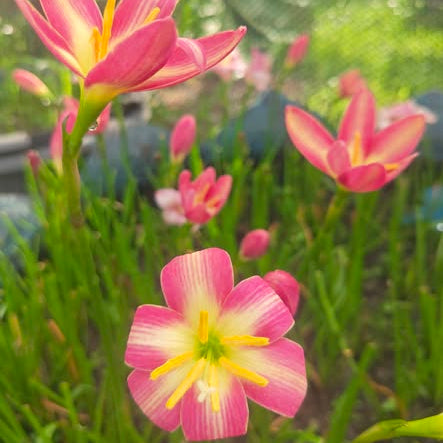 Pink and yellow flowers with a blurred green background