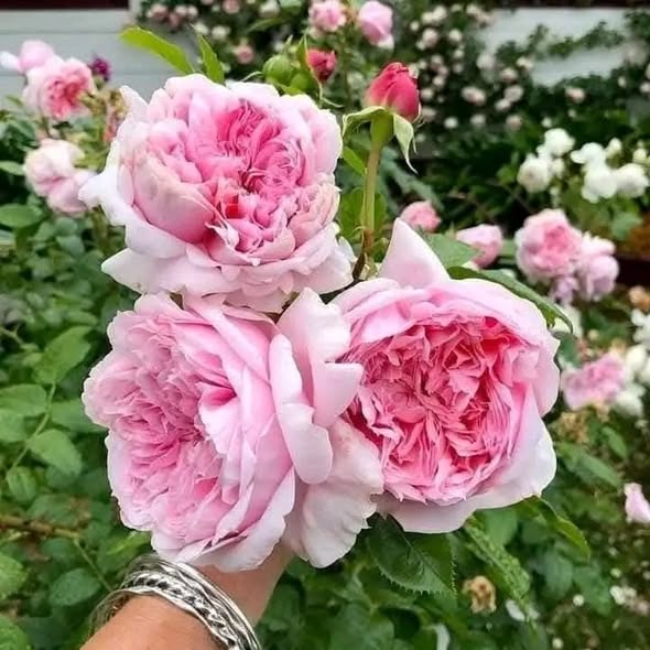 100 Rose Flower Seeds Varieties Name Schone Maid