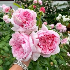 100 Rose Flower Seeds Varieties Name Schone Maid