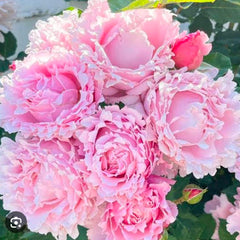 Bouquet of pink flowers with green leaves