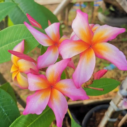Close-up of pink and orange flowers with green leaves in a natural setting.