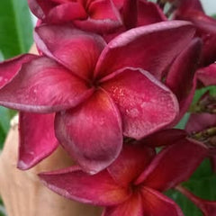 Red and white flowers held by a hand with green leaves in the background