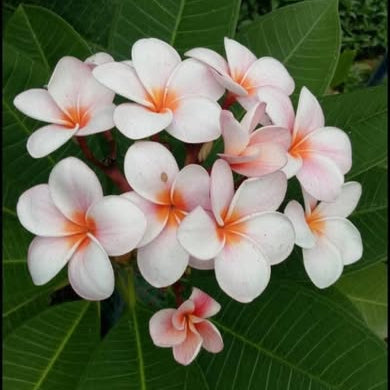 White and pink flowers with orange centers on a green leafy background