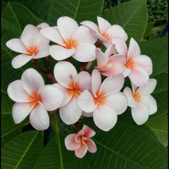 White and pink flowers with orange centers on a green leafy background