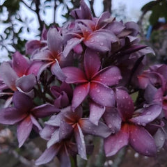 Close-up of pink and purple flowers with water droplets on a blurred natural background