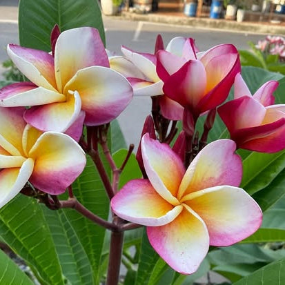 Pink and white plumeria flowers with green leaves on a blurred background