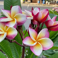 Pink and white plumeria flowers with green leaves on a blurred background