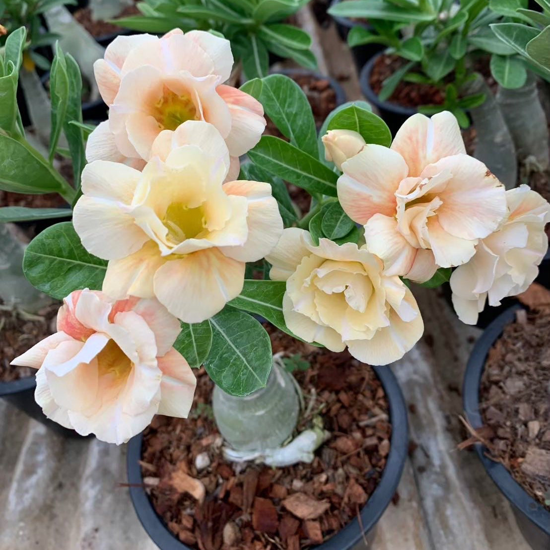 Potted plant with peach-colored flowers on a wooden surface