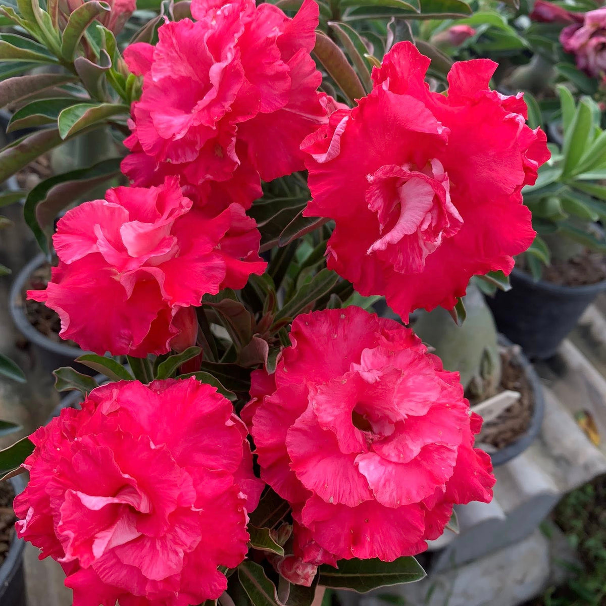 Close-up of bright pink flowers with green leaves in a garden setting.