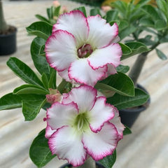 Pink and white flowers with green leaves on a blurred background