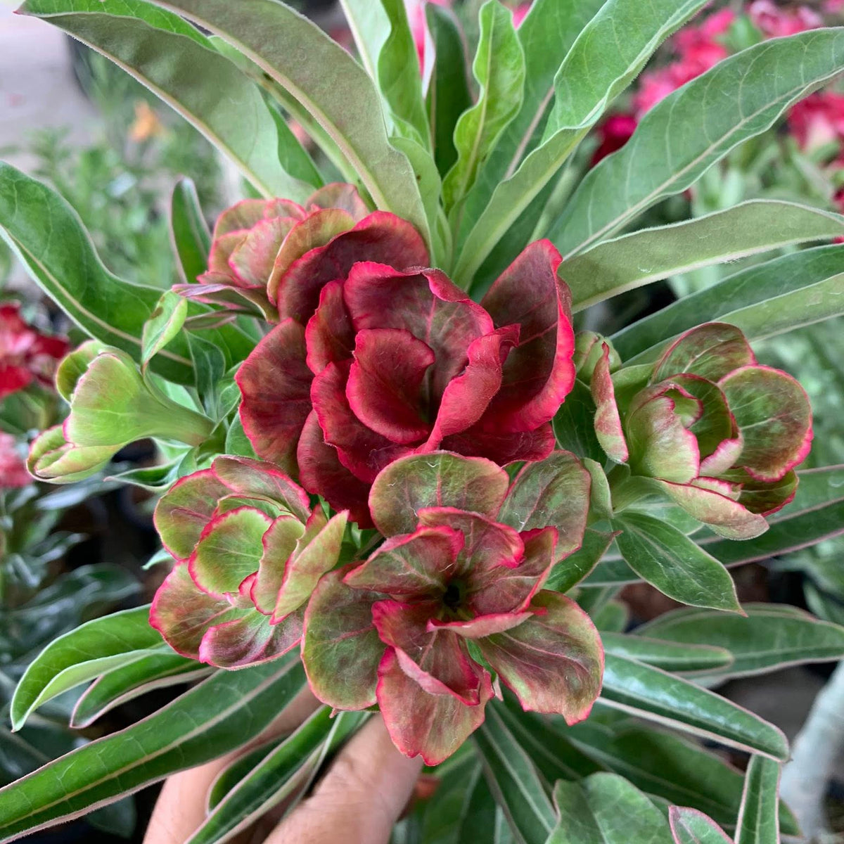 Close-up of a red and green plant with a blurred background