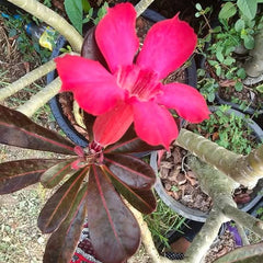 Red flower with green leaves in a garden setting