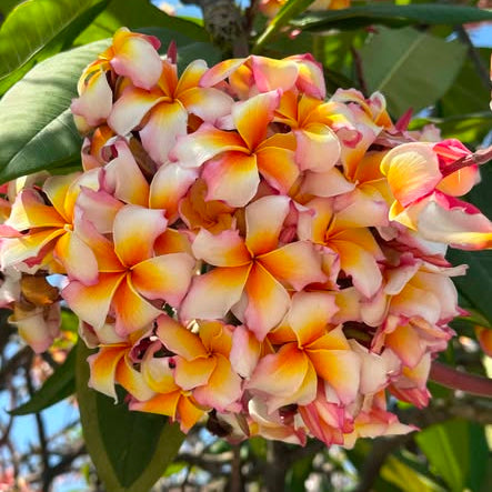 Cluster of pink and yellow flowers with green leaves
