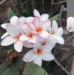 White and pink flowers with green leaves on a blurred natural background