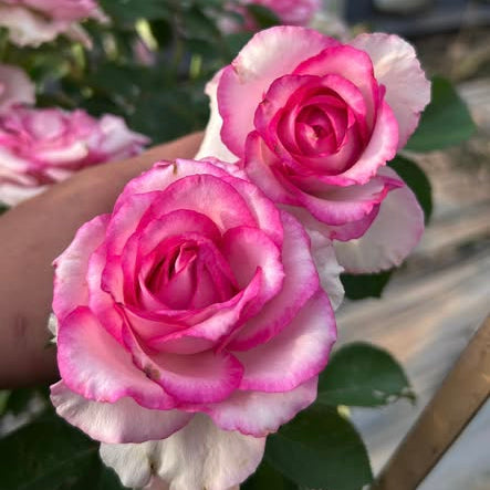 Close-up of pink and white roses with a blurred background