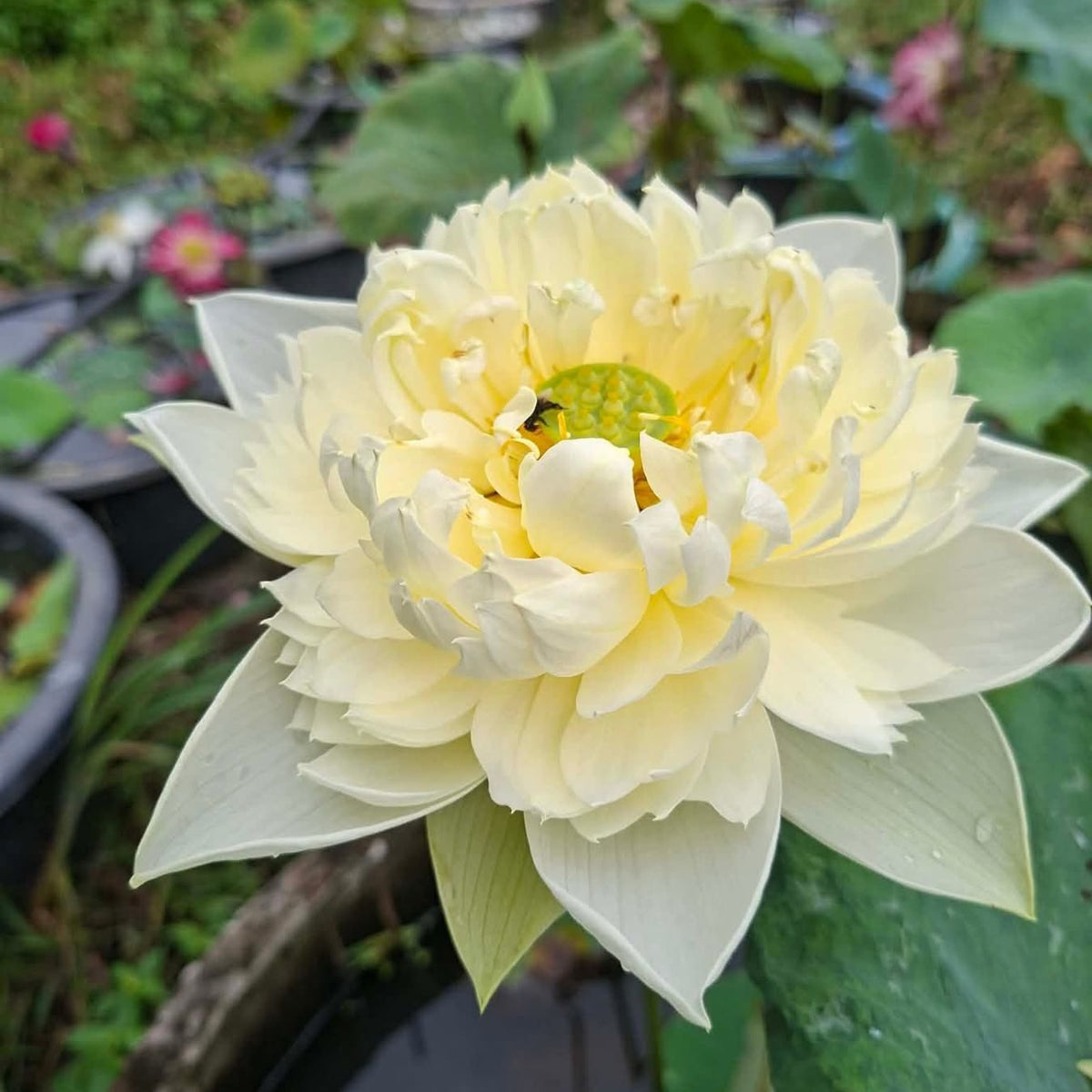 Close-up of a light yellow lotus flower with green leaves in the background.