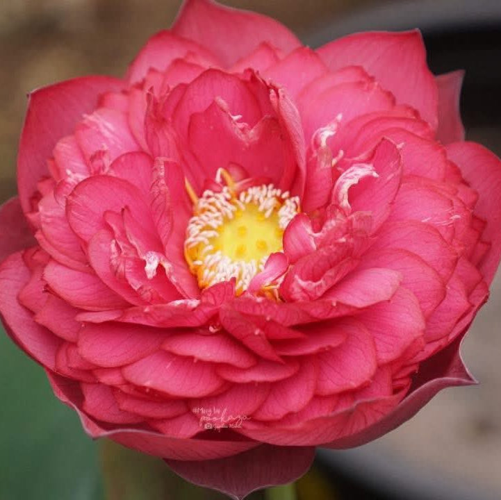 Close-up of a pink lotus flower with a blurred background
