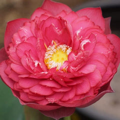 Close-up of a pink lotus flower with a blurred background