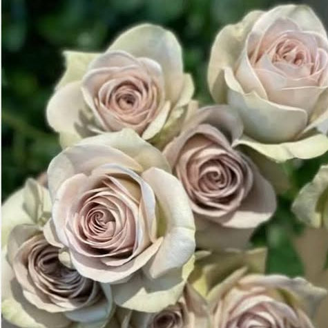 Bouquet of light pink and green roses with a blurred background