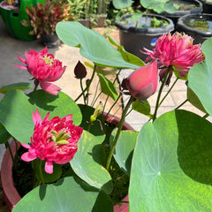 Pink lotus flowers with green leaves in a garden setting