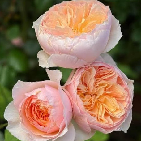 Two pink roses with a blurred green background