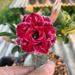 Close-up of a pink and red flower with blurred background
