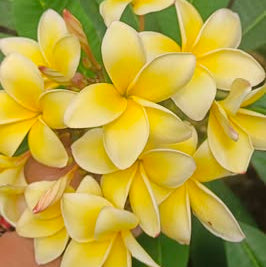 20 Thai Plumeria Frangipani Flower Seeds Varieties Name Thailand Yellow