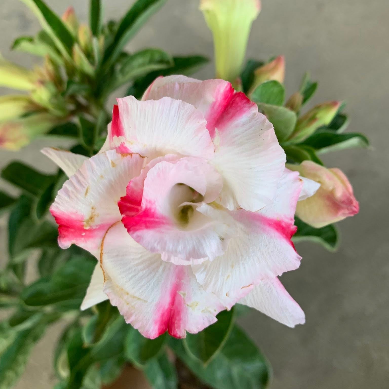 Close-up of a pink and white flower with green leaves on a blurred background