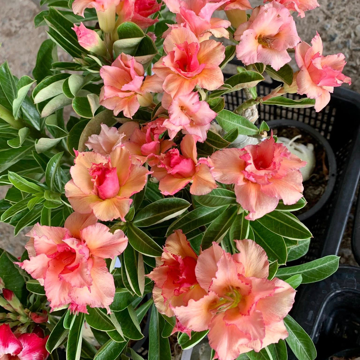 Potted plant with pink and peach-colored flowers and green leaves.
