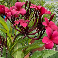 Pink flowers with green leaves in a garden setting
