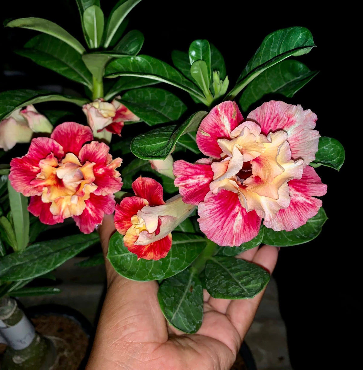 10 Adenium Obesum Desert Rose Flower Seeds Varieties Name SomSak