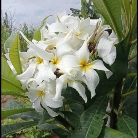 White flowers with yellow centers on a green leafy background