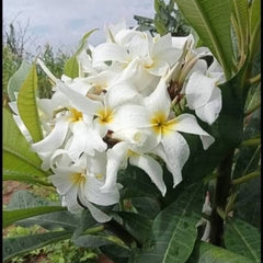White flowers with yellow centers on a green leafy background