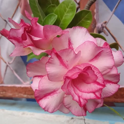 Pink and white flowers with green leaves on a textured surface