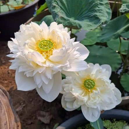 Two white water lilies with green centers in a pond setting.