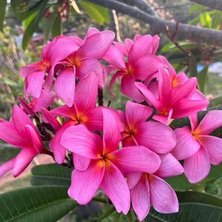 Close-up of bright pink flowers with green leaves in the background