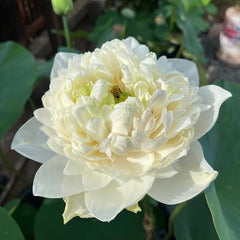 White lotus flower with green leaves in a natural setting