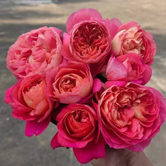 100 Rose Flower Seeds Varieties Name Juicy Beauty
