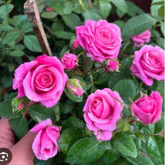 100 Rose Flower Seeds Varieties Name Roman Pink Terrazza