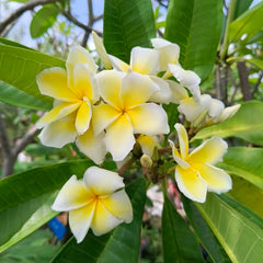 Yellow and white flowers with green leaves on a tree