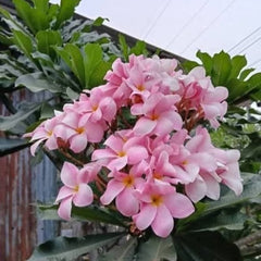 Pink flowers with green leaves on a blurred background