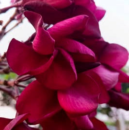 20 Thai Plumeria Frangipani Flower Seeds Varieties Name Lava Bloom
