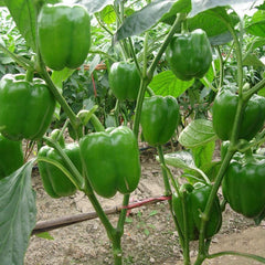 200 Green Sweet Bell Pepper Capsicum Non GMOs Vegetable Seeds