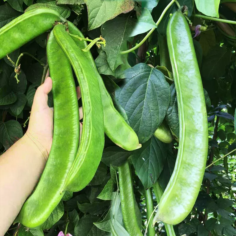 12 Red Sword Bean Canavalia Gladiata Seeds